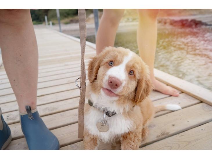 Nova scotia duck tolling retriever Arthur - Smiiiiil ;) billede 1