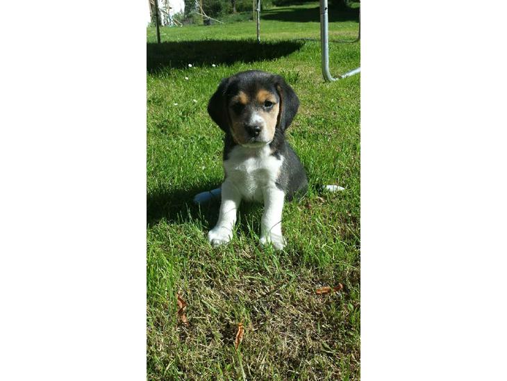 Blanding af racer Eddie - Eddie ca. 7 uger (Inden afhentning) billede 1