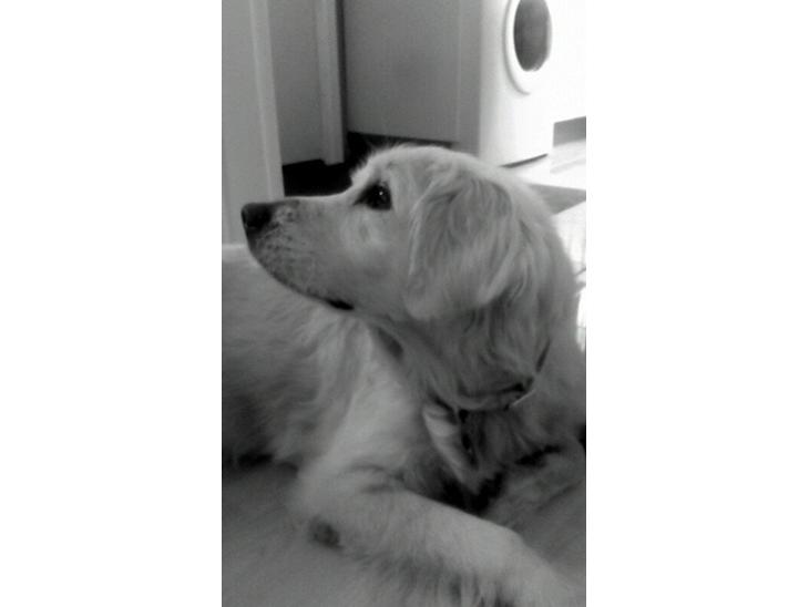 Blanding af racer Misty *R.I.P* <3 - Velkommen til Misty's profil :) Sov sødt pøttepigen <3 <3 billede 1