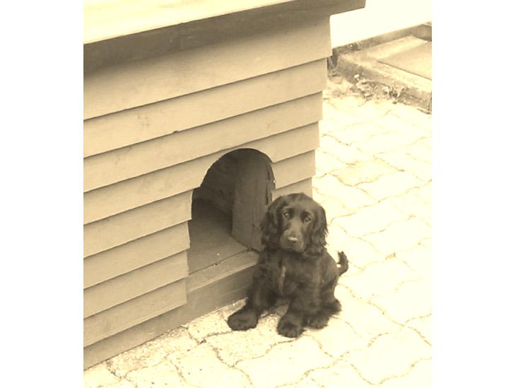 Cocker spaniel Daisy billede 1