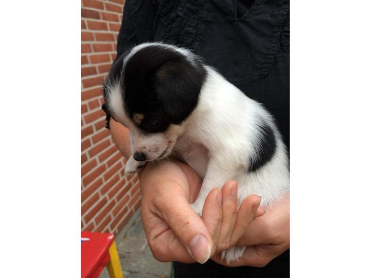 {{currentPhoto.altText}} billede {{currentPhoto.number}}