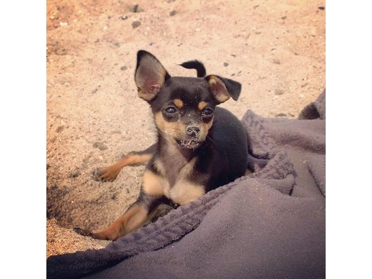 {{currentPhoto.altText}} billede {{currentPhoto.number}}