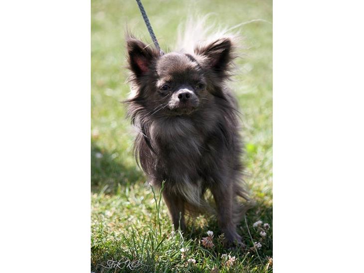 Chihuahua Valentino Del Modisto - Koda - Udstilling på Fyn, fik CAC :-D Juli 2014 billede 1