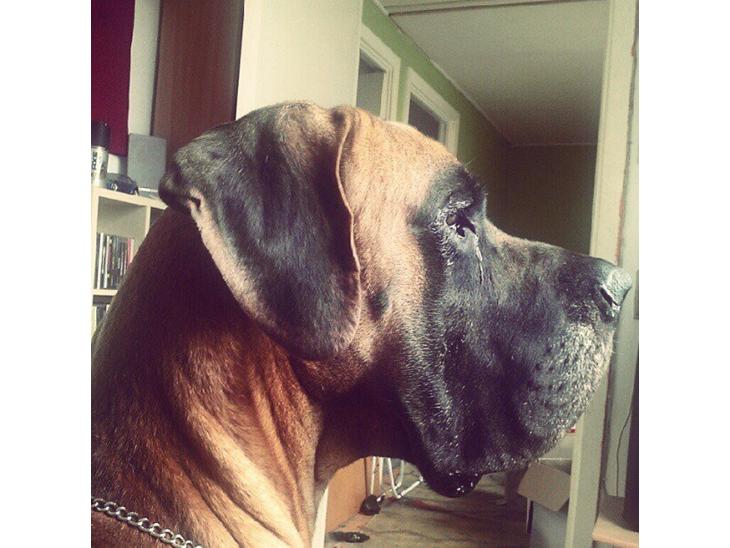 {{currentPhoto.altText}} billede {{currentPhoto.number}}