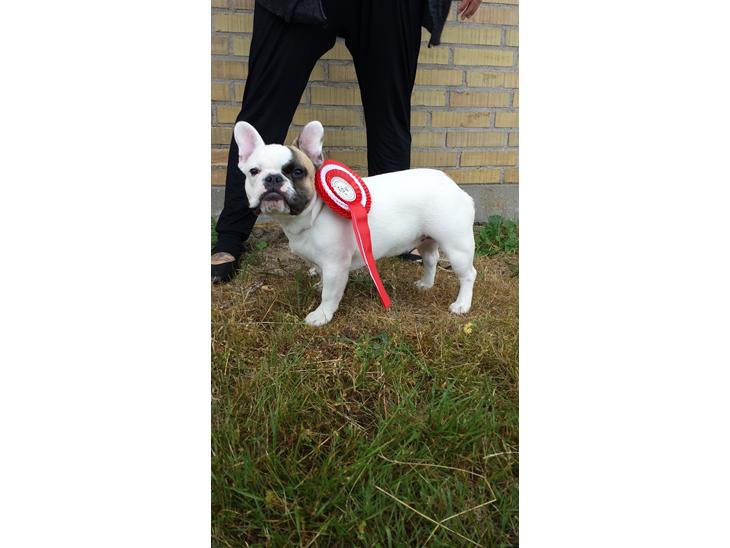 Fransk bulldog Bullystyle's Miss Personality billede 1