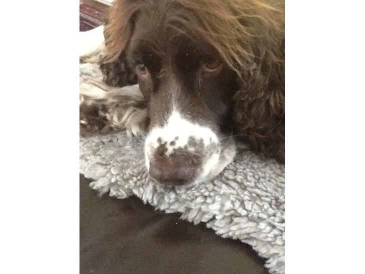 Engelsk springer spaniel Jonson billede 1