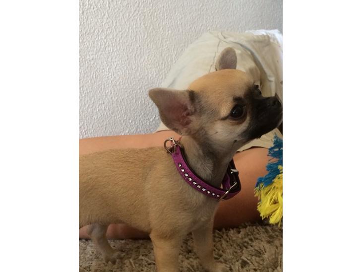 Chihuahua Coco billede 0