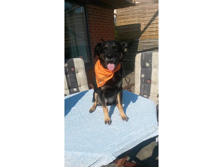 {{currentPhoto.altText}} billede {{currentPhoto.number}}