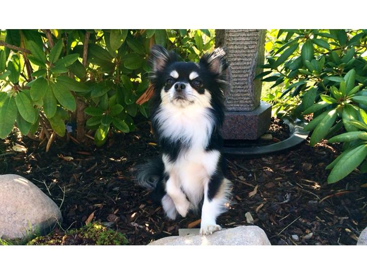 {{currentPhoto.altText}} billede {{currentPhoto.number}}