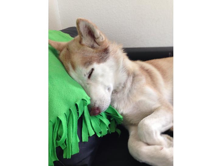 Siberian husky Coco billede 1