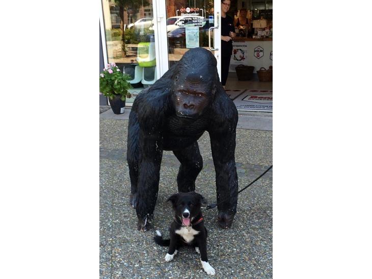 {{currentPhoto.altText}} billede {{currentPhoto.number}}