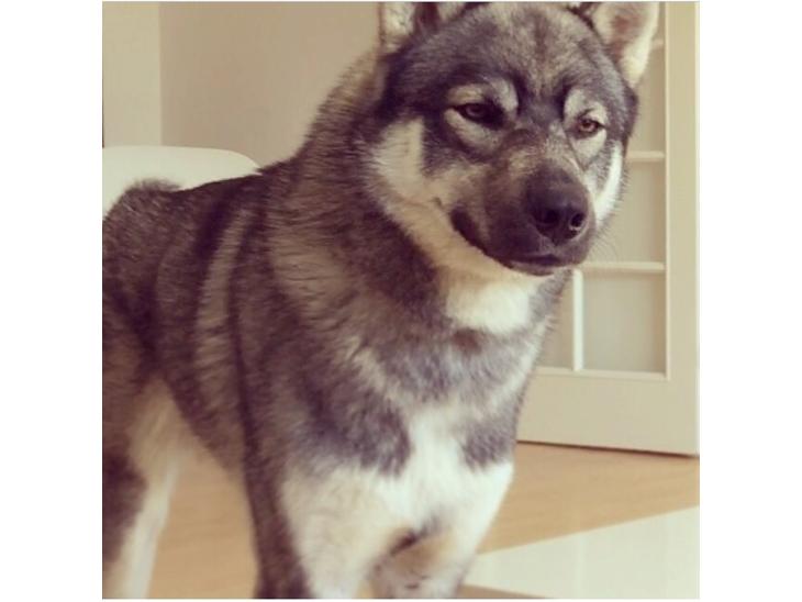 {{currentPhoto.altText}} billede {{currentPhoto.number}}