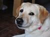 Labrador retriever Nala