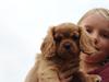 Cavalier king charles spaniel Molly