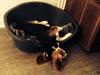 Beagle Holger