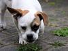 Olde english bulldogge Don