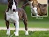 Bullterrier miniature Minimalistic's WD Maximum Overdrive "Ritchie"