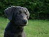 Labrador retriever Cassiopeia