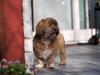 Lhasa apso Sofus