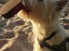 West highland white terrier Ludvig