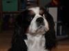 Cavalier king charles spaniel Lucky <3 [ Himmelhund]