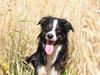 Border collie Krauholt Talented Yoda