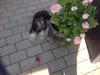 Chinese crested powder puff Pjuske
