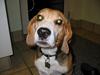Beagle Pelle [ Himmelhund]