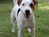 Parson russell terrier HiJacks 1st New Years Venturo