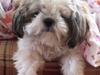 Shih tzu Bella