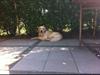 Golden retriever Trunte