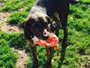 Blanding af racer Tayson