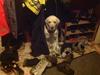 Labrador retriever Jeff <3 <3
