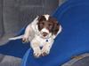 Engelsk springer spaniel Dolph