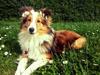 Shetland sheepdog Muckle Roe's Sweet Little Cookie