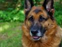 Schæferhund Busjæcks Chili Be Sharp (himmelhund)