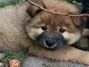 Eurasier Panton