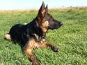 Schæferhund Maegaards Bosco