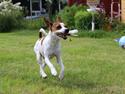 Dansk svensk gaardhund Eddie