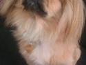Pekingeser Karla
