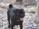 Mops Kalle