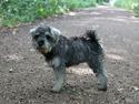 Dvaergschnauzer Ronja
