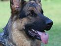 Schæferhund Kennel Djalsam's Gabbie