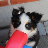 Australian shepherd Rosenlysts Black Velvet