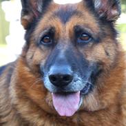 Schæferhund Busjæcks Chili Be Sharp (himmelhund)