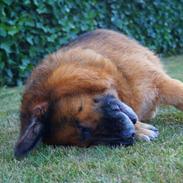 Schæferhund Busjæcks Chili Be Sharp (himmelhund)