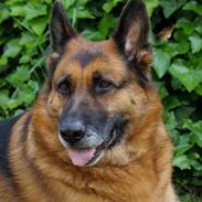 Schæferhund Busjæcks Chili Be Sharp (himmelhund)