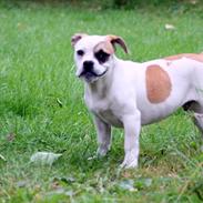 Olde english bulldogge Don