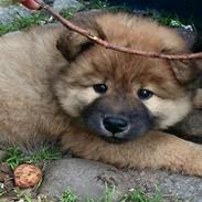 Eurasier Panton