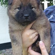 Eurasier Panton